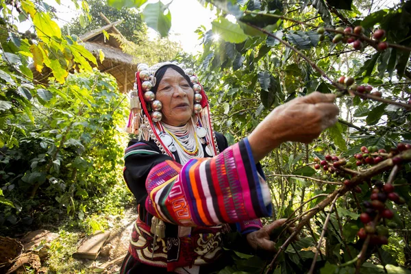 Chiang Mai, Tayland; 1 Ocak 2023: Tayland 'ın kuzeyindeki yerli Akha kabilesinden yaşlı bir kadın organik kahve tarlasında.