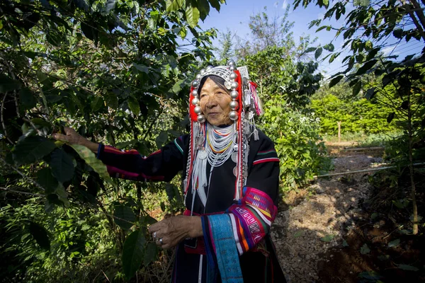 Chiang Mai, Tayland; 1 Ocak 2023: Tayland 'ın kuzeyindeki yerli Akha kabilesinden yaşlı bir kadın organik kahve tarlasında.