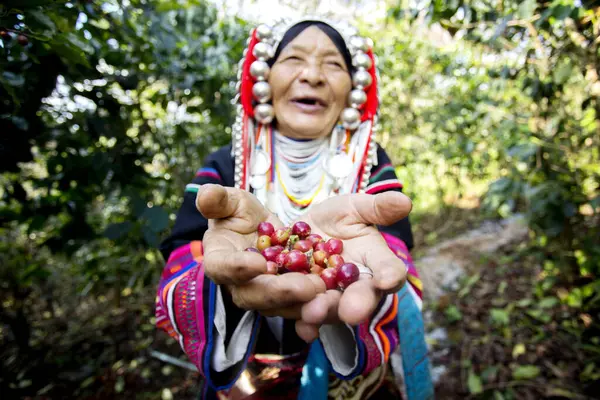 Chiang Mai, Tayland; 1 Ocak 2023: Tayland 'ın kuzeyindeki yerli Akha kabilesinden yaşlı bir kadın organik kahve tarlasında.