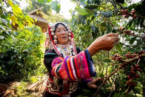 Chiang Mai, Tayland; 1 Ocak 2023: Tayland 'ın kuzeyindeki yerli Akha kabilesinden yaşlı bir kadın organik kahve tarlasında.