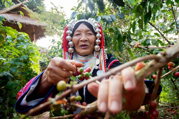 Chiang Mai, Tayland; 1 Ocak 2023: Tayland 'ın kuzeyindeki yerli Akha kabilesinden yaşlı bir kadın organik kahve tarlasında.