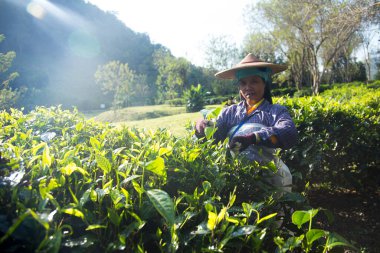 Chiang Mai, Tayland; 1 Ocak 2023: Kuzey Tayland 'daki organik yeşil çay tarlasında çay yaprağı toplayan kadınlar.
