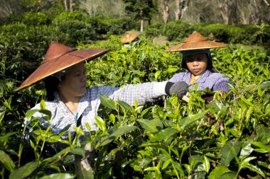 Chiang Mai, Tayland; 1 Ocak 2023: Kuzey Tayland 'daki organik yeşil çay tarlasında çay yaprağı toplayan kadınlar.