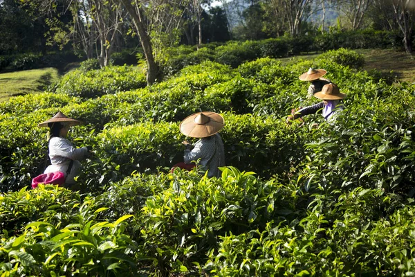 泰国清迈 2023年1月1日 泰国北部一个有机绿茶种植园的妇女采摘茶叶 — 图库照片