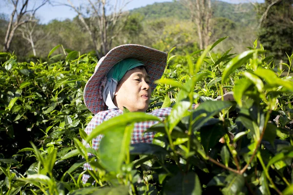 Chiang Mai Thailand 1St January 2023 Women Picking Tea Leaves — Stock Photo, Image