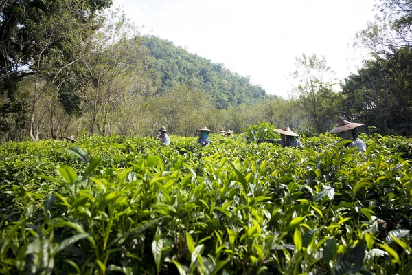 Chiang Mai Tayland Ocak 2023 Kuzey Tayland Daki Organik Yeşil — Stok fotoğraf
