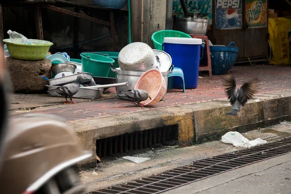 Bangkok Tailândia Janeiro 2023 Alguns Pombos Comendo Uma Rua Suja — Fotografia de Stock