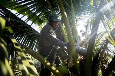 Samut Songkhram, Tayland; 1 Ocak 2023: Hindistan cevizi tarlasında Hindistan cevizi ağaçlarının köklerinden meyve suyu toplayan kıdemli kadın çiftçi.