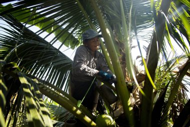 Samut Songkhram, Tayland; 1 Ocak 2023: Hindistan cevizi tarlasında Hindistan cevizi ağaçlarının köklerinden meyve suyu toplayan kıdemli kadın çiftçi.