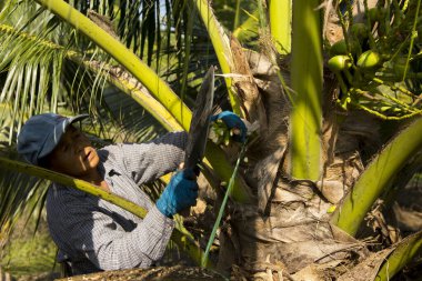 Samut Songkhram, Tayland; 1 Ocak 2023: Hindistan cevizi tarlasında Hindistan cevizi ağaçlarının köklerinden meyve suyu toplayan kıdemli kadın çiftçi.