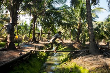 Samut Songkhram, Tayland; 1 Ocak 2023: Organik hindistan cevizi tarlasında çalışan genç bir çiftçi.