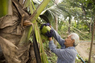 Samut Songkhram, Tayland; 1 Ocak 2023: Organik hindistan cevizi çiftliğinde çalışan yaşlı bir kadın çiftçi.