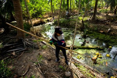 Samut Songkhram, Tayland; 1 Ocak 2023: Organik hindistan cevizi tarlasında çalışan genç kadın çiftçi.