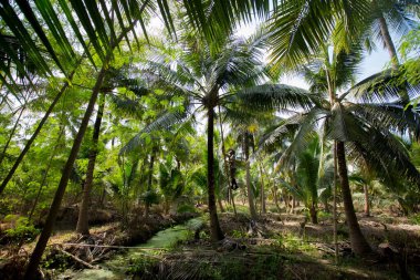 Samut Songkhram, Tayland; 1 Ocak 2023: Organik hindistan cevizi tarlasında çalışan genç bir çiftçi.
