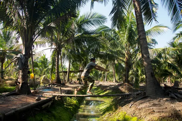 Самут Сонгкхрам Таиланд Января 2023 Молодой Фермер Работающий Органической Кокосовой — стоковое фото