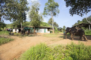 Chiang Rai, Tayland; 1 Ocak 2023: Chiang Mai dağlarında bahçede yürüyen bir fil ile bir ev.