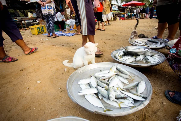 Sichon Tayland Ocak 2023 Sichon Sahili Balık Pazarı Nda Balık — Stok fotoğraf