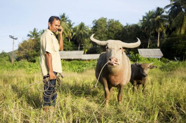 Koh Yao, Tayland; 1 Ocak 2023: Koh Yao adasında çalışan öküzü ile birlikte bir çiftçi.