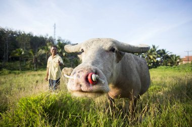 Koh Yao, Tayland; 1 Ocak 2023: Koh Yao adasında çalışan öküzü ile birlikte bir çiftçi.