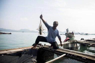 Koh Yao, Tayland; 1 Ocak 2023: Tayland 'ın güneyindeki bir adada ıstakoz çiftliğinde yerel balıkçı.