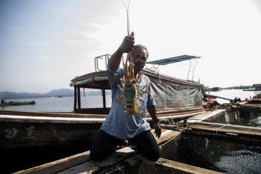 Koh Yao, Tayland; 1 Ocak 2023: Tayland 'ın güneyindeki bir adada ıstakoz çiftliğinde yerel balıkçı.