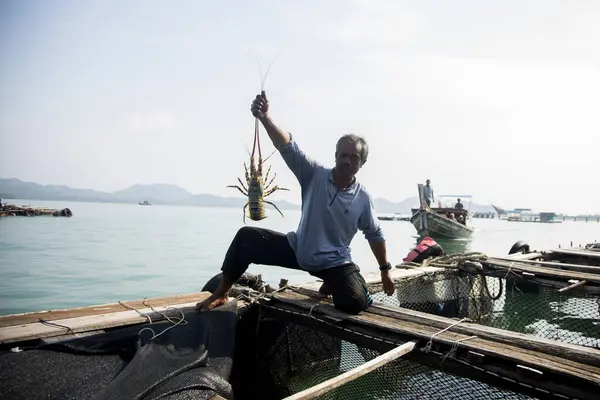 Koh Yao Thailand Januar 2023 Einheimischer Fischer Auf Einer Hummerfarm — Stockfoto