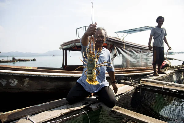 Koh Yao Thailand Januar 2023 Einheimischer Fischer Auf Einer Hummerfarm — Stockfoto