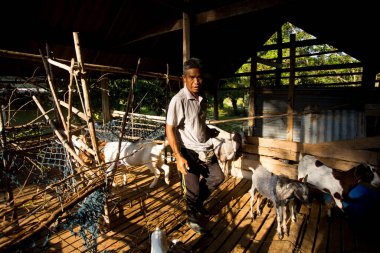 Koh Yao, Tayland; 1 Ocak 2023: Koh Yao çiftliğinde keçilerini besleyen bir çiftçi.