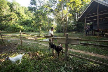 Koh Yao, Tayland; 1 Ocak 2023: Koh Yao çiftliğinde keçilerini besleyen bir çiftçi.