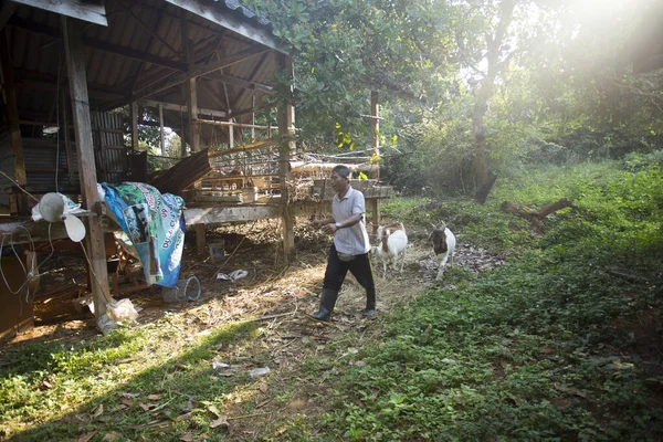 Koh Yao Tayland Ocak 2023 Koh Yao Çiftliğinde Keçilerini Besleyen — Stok fotoğraf