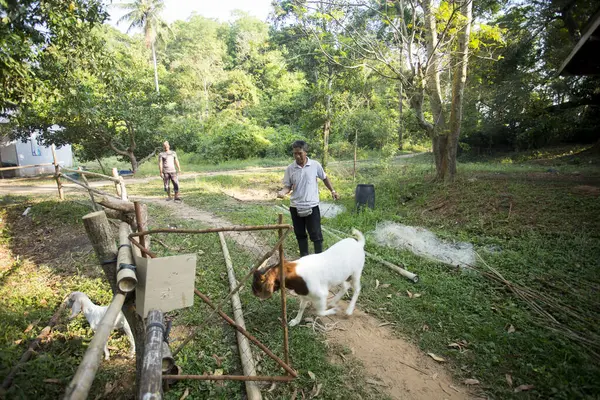 Koh Yao Thailand Januar 2023 Ein Bauer Füttert Seine Ziegen — Stockfoto