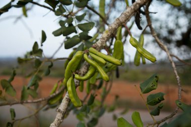 Yaz boyunca İbiza adasında keçiboynuzu ağaçları ve onların yeşil meyveleri.