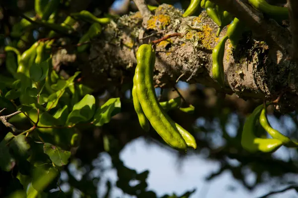 Drzewa Kapustne Ich Zielone Owoce Wyspie Ibiza Latem — Zdjęcie stockowe