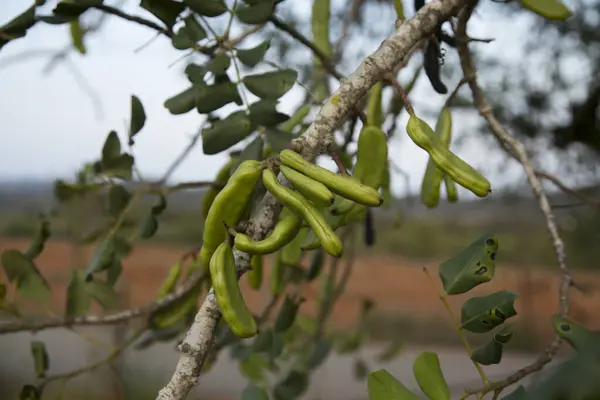夏の間にイビザ島のカロブの木とその緑の果実 — ストック写真