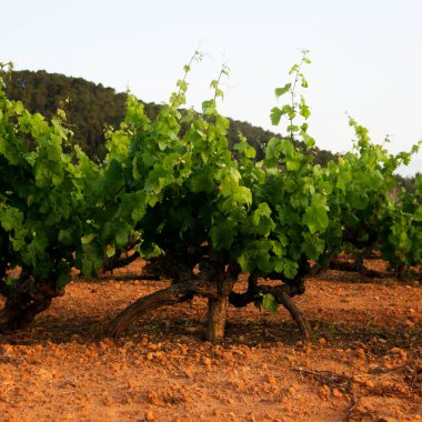 Sant Mateo kasabası yakınlarındaki İbiza adasının kuzeyindeki organik üzüm bağları..