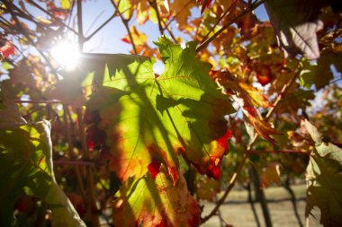 Vineyards in autumn in the Somontano region of Spain.