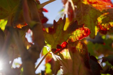 Vineyards in autumn in the Somontano region of Spain.