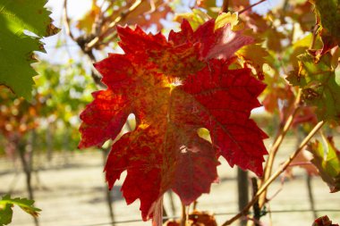 Vineyards in autumn in the Somontano region of Spain.