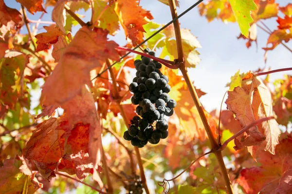 Vineyards in autumn in the Somontano region of Spain.