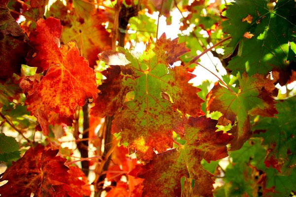 Vineyards Autumn Somontano Region Spain — Zdjęcie stockowe