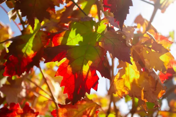 Vineyards Autumn Somontano Region Spain —  Fotos de Stock