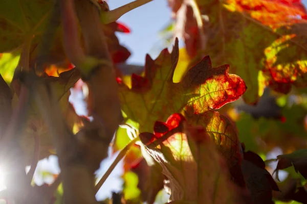 Vineyards Autumn Somontano Region Spain — Stock fotografie