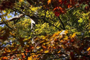 Sonbahar aylarında Japon akçaağaç yapraklarının o dönemin karakteristik kırmızı, sarı ve kahverengi renklerinin ayrıntıları..