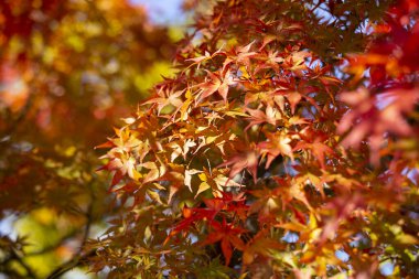 Sonbahar aylarında Japon akçaağaç yapraklarının o dönemin karakteristik kırmızı, sarı ve kahverengi renklerinin ayrıntıları..