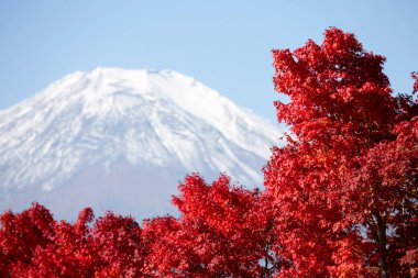 Chureito Tapınağı 'ndan Fuji Dağı' nın sonbaharda kırmızı akçaağaçlarla çevrili görüntüsü..
