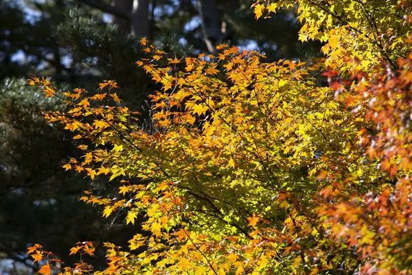 日本枫树秋天叶色特征为红 褐色的细节 — 图库照片