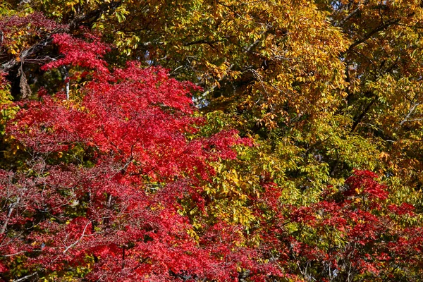 Details Van Bladeren Van Een Japanse Esdoorn Tijdens Herfst Met — Stockfoto