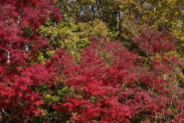Детали Листьев Японского Клена Осенью Характерными Красными Желтыми Коричневыми Цветами — стоковое фото