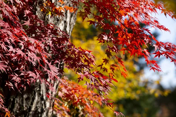 Details Van Bladeren Van Een Japanse Esdoorn Tijdens Herfst Met — Stockfoto