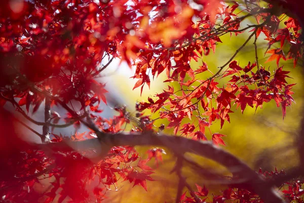 Details Leaves Japanese Maple Autumn Characteristic Red Yellow Brown Colors — Stock Photo, Image
